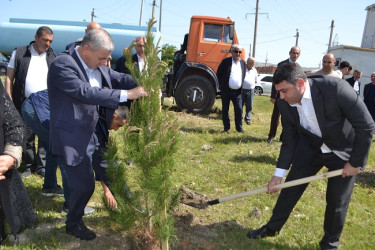 Aprelin 26-da Mingəçevir şəhər İcra Hakimiyyətinin  təşkilatçılığı ilə “Konstitusiya və Suverenlik ili” münasibəti ilə ağacəkmə aksiyası keçirilib.
