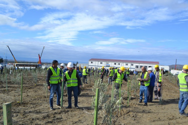 Oktyabr ayının 19-da Mingəçevirdə ağacəkmə aksiyası davam etdirilib.