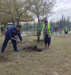 Oktyabr ayının 23-də Mingəçevir şəhərində ağacəkmə aksiyası davam etdirilib.