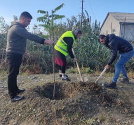 Oktyabr ayının 22-də Mingəçevir şəhərində ağacəkmə aksiyası davam etdirilib.