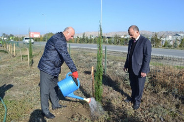 Oktyabrın 24 də Mingəçevir şəhərində ağacəkmə aksiyası davam etdirilib