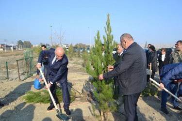 Şəhidlərin xatirəsinə ağacəkmə aksiyası keçirilib