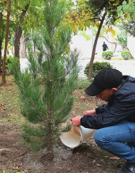 Oktyabrın 26 də Mingəçevir şəhərində ağacəkmə aksiyası davam etdirildi