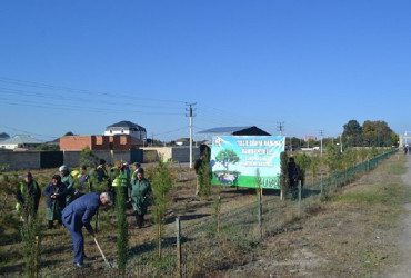 Oktyabrın 24 də Mingəçevir şəhərində ağacəkmə aksiyası davam etdirilib