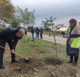 Oktyabrın 27 də Mingəçevir şəhərində ağacəkmə aksiyası davam etdirildi