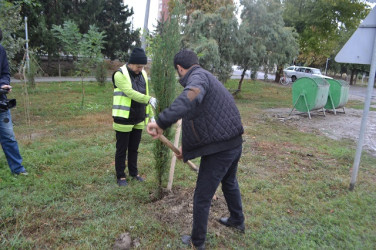 Oktyabr ayının 18-də Mingəçevirdə ağacəkmə aksiyası keçirilib