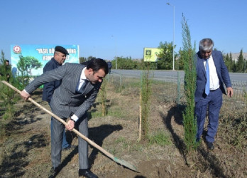 Oktyabrın 24 də Mingəçevir şəhərində ağacəkmə aksiyası davam etdirilib