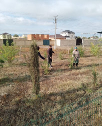 Oktyabr ayının 20-də Mingəçevir şəhərində ağacəkmə aksiyası davam etdirilib.