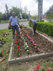 Mingəçevir şəhər İcra Hakimiyyətinin  "Konstitusiya və Suverenlik" ili ilə əlaqədar tərtib etdiyi Tədbirlər planına əsasən Yaşıllaşdırma və Sanitar Təmizlik İdarəsi ağac əkmə aksiyası keçirdi.