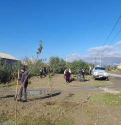 Oktyabr ayının 22-də Mingəçevir şəhərində ağacəkmə aksiyası davam etdirilib.