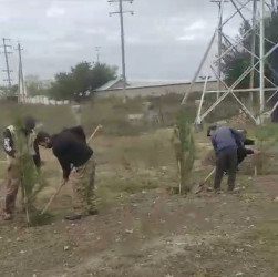 Oktyabrın 25 də Mingəçevir şəhərində ağacəkmə aksiyası davam etdirildi