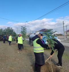 Oktyabr ayının 22-də Mingəçevir şəhərində ağacəkmə aksiyası davam etdirilib.