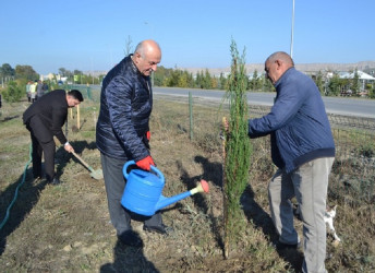 Oktyabrın 24 də Mingəçevir şəhərində ağacəkmə aksiyası davam etdirilib