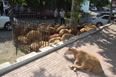 Mingəçevirdə Müqəddəs Qurban bayramı münasibəti ilə bayram tədbiri keçirildi.