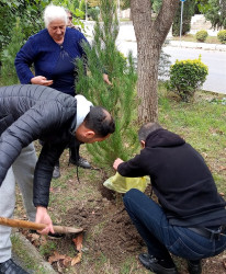 Oktyabrın 26 də Mingəçevir şəhərində ağacəkmə aksiyası davam etdirildi