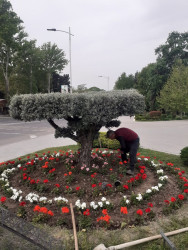 Mingəçevir şəhər İcra Hakimiyyətinin  "Konstitusiya və Suverenlik" ili ilə əlaqədar tərtib etdiyi Tədbirlər planına əsasən Yaşıllaşdırma və Sanitar Təmizlik İdarəsi ağac əkmə aksiyası keçirdi.