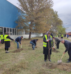 Oktyabrın 27 də Mingəçevir şəhərində ağacəkmə aksiyası davam etdirildi