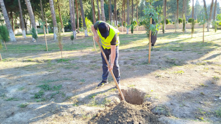 Mingəçevir şəhərində "Anım Günü" ilə bağlı təmizlik işləri aparılmışdır.