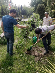Mingəçevir şəhər İcra Hakimiyyətinin  "Konstitusiya və Suverenlik" ili ilə əlaqədar tərtib etdiyi Tədbirlər planına əsasən Yaşıllaşdırma və Sanitar Təmizlik İdarəsi ağac əkmə aksiyası keçirdi.