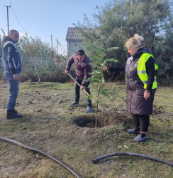 Oktyabr ayının 22-də Mingəçevir şəhərində ağacəkmə aksiyası davam etdirilib.