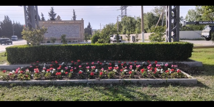 Mingəçevir şəhər İcra Hakimiyyətinin  "Konstitusiya və Suverenlik" ili ilə əlaqədar tərtib etdiyi Tədbirlər planına əsasən Yaşıllaşdırma və Sanitar Təmizlik İdarəsi ağac əkmə aksiyası keçirdi.