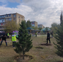 Oktyabr ayının 23-də Mingəçevir şəhərində ağacəkmə aksiyası davam etdirilib.