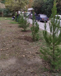 Oktyabr ayının 19-da Mingəçevirdə ağacəkmə aksiyası davam etdirilib.