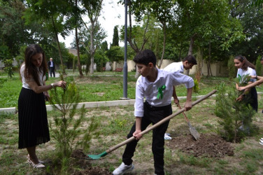 Mingəçevirdə növbəti ağacəkmə aksiyası keçirilmişdir.