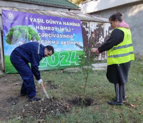 Oktyabrın 24 də Mingəçevir şəhərində ağacəkmə aksiyası davam etdirilib