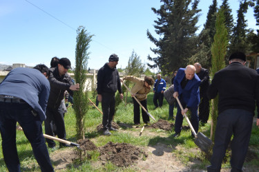 Mingəçevirdə “Şəhərsalma və Memarlıq İli” çərçivəsində ağacəkmə aksiyası keçirildi