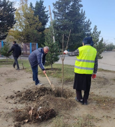 Oktyabr ayının 23-də Mingəçevir şəhərində ağacəkmə aksiyası davam etdirilib.