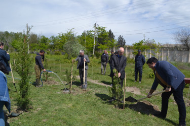 Mingəçevirdə “Şəhərsalma və Memarlıq İli” çərçivəsində ağacəkmə aksiyası keçirildi