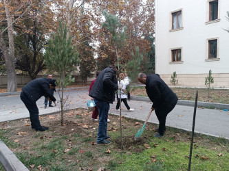 Mingəçevir şəhər Mərkəzi Xəstəxanasında yaşıllaşdırma aksiyası təşkil olunub