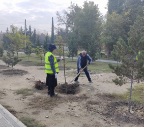 Oktyabr ayının 23-də Mingəçevir şəhərində ağacəkmə aksiyası davam etdirilib.