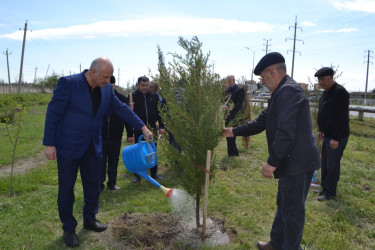 Mingəçevirdə “Şəhərsalma və Memarlıq İli” çərçivəsində ağacəkmə aksiyası keçirildi