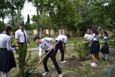 Mingəçevirdə növbəti ağacəkmə aksiyası keçirilmişdir.