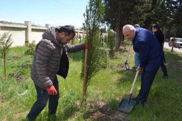 Mingəçevirdə “Şəhərsalma və Memarlıq İli” çərçivəsində ağacəkmə aksiyası keçirildi