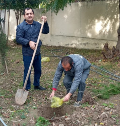 Oktyabrın 26 də Mingəçevir şəhərində ağacəkmə aksiyası davam etdirildi