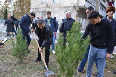 YAP Mingəçevir şəhər təşkilatı ağacəkmə aksiyası keçirib.