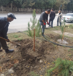 Oktyabr ayının 19-da Mingəçevirdə ağacəkmə aksiyası davam etdirilib.