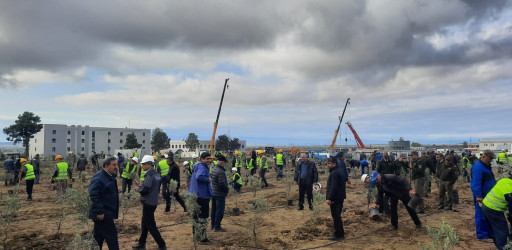 Oktyabrın 25 də Mingəçevir şəhərində ağacəkmə aksiyası davam etdirildi