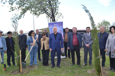 Mingəçevirdə “Şəhərsalma və Memarlıq İli” çərçivəsində ağacəkmə aksiyası keçirildi