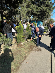 Oktyabr ayının 22-də Mingəçevir şəhərində ağacəkmə aksiyası davam etdirilib.