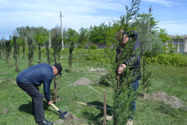 Mingəçevirdə “Şəhərsalma və Memarlıq İli” çərçivəsində ağacəkmə aksiyası keçirildi