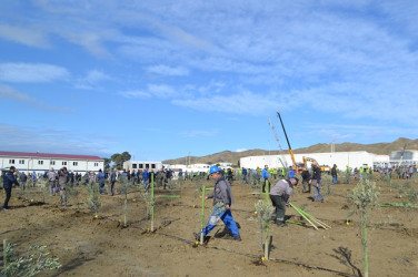 Oktyabr ayının 19-da Mingəçevirdə ağacəkmə aksiyası davam etdirilib.