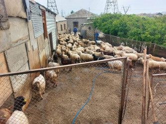 Mingəçevirdə heyvanların identifikasiyası ilə bağlı maarifləndirici görüşlər keçirilib.