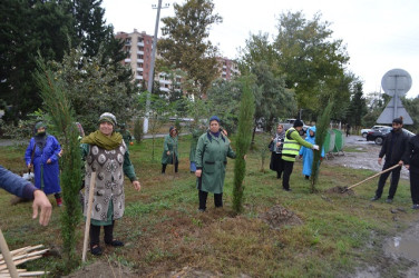 Oktyabr ayının 18-də Mingəçevirdə ağacəkmə aksiyası keçirilib