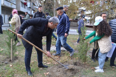 YAP Mingəçevir şəhər təşkilatı ağacəkmə aksiyası keçirib.