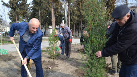Mingəçevirdə “Şəhərsalma və Memarlıq İli” çərçivəsində ağacəkmə aksiyası keçirildi